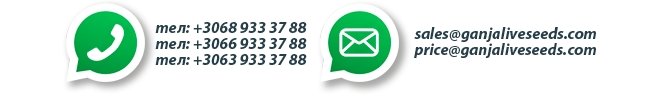 Контакты Контакты