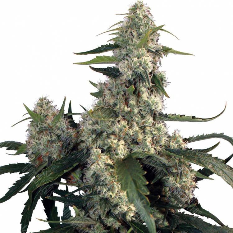 семена конопли сорта сатива Buddha's Sativa feminised
