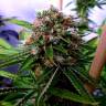 семена конопли Россия Buddha's Sativa feminised