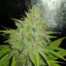 семена конопли курьером CBD Caramel regular Barneys Farm