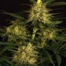 семена конопли дешево Spicy Bitch regular Exotic Seed