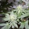 семена конопли с доставкой 707 Headband feminised Humboldt Seeds