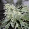 семена индийской конопли 707 Headband feminised Humboldt Seeds