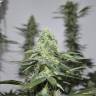 мощные семена конопли 707 Headband feminised Humboldt Seeds