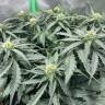 семена конопли аутдор Auto AK-48 feminised Nirvana Seeds