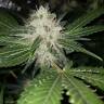 конопля семена сорта заказать Pineapple Kush feminised Royal Queen