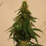 Семена каннабиса Gelato feminised Ganja Seeds