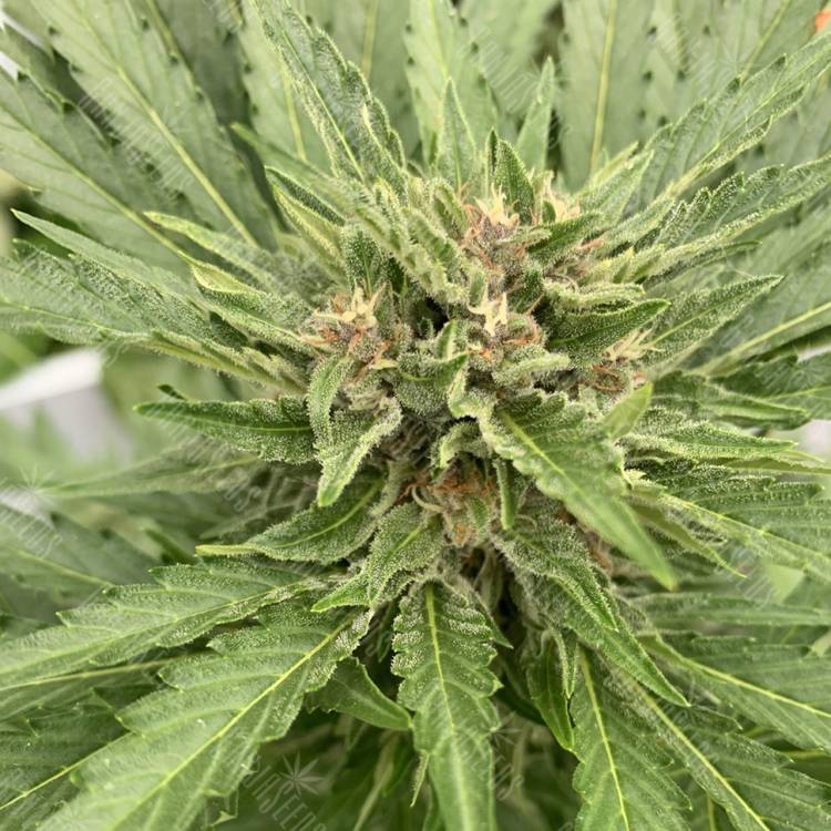 семена конопли в россии Auto Fat Banana feminised Ganja Seeds