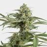 заказать в России Auto Critical Cheese feminised