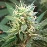 Auto Critical Cheese feminised изображение