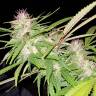 купить семена конопли Auto Purple Mazar regular купить семена конопли Auto Purple Mazar regular