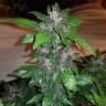 семена конопли Auto Purple Mazar regular семена конопли Auto Purple Mazar regular
