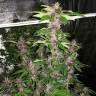 регулярные семена конопли купить Auto Purple Mazar regular регулярные семена конопли купить Auto Purple Mazar regular