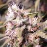 семена конопли недорого Lemon Garlic OG feminised Humboldt Seeds семена конопли недорого Lemon Garlic OG feminised Humboldt Seeds