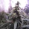 семена конопли автоцвет Auto Blue Mystic feminised Nirvana Seeds