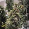 семена конопли в фирменной упаковке Auto Blue Mystic feminised Nirvana Seeds