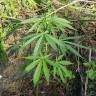 семена конопли почтой Kryptonite feminised Pyramid Seeds