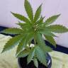 заказать качественные семена конопли Kryptonite feminised Pyramid Seeds