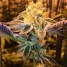 Недорогие семена конопли Girl Scout Cookies feminised Ganja Seeds