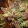 Семена марихуаны Auto Big Devil 2 feminised GanjaLiveSeeds