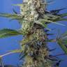 семена конопли сорта Crystal Candy feminised Ganja Seeds Fast Version
