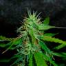 автоцветущие семена конопли Auto Jack Herer feminised