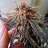 семена конопли f1 в оригинальной упаковке Auto Jack Herer feminised