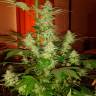 семена сортовой конопли Auto Jack Herer feminised