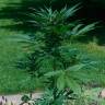 качественные семена конопли Auto Jack Herer feminised