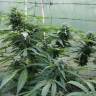 урожайные семена конопли Auto Jack Herer feminised