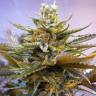 семена конопли Москва G13 Haze regular Barneys Farm