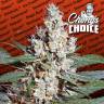 семена конопли f1 в оригинальной упаковке L.A. Amnesia feminised Paradise Seeds