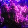 семена сортовой конопли L.A. Amnesia feminised Paradise Seeds