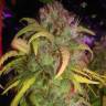 семена конопли интернет магазин L.A. Amnesia feminised Paradise Seeds