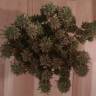 качественные семена конопли L.A. Amnesia feminised Paradise Seeds