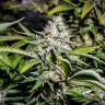 Семена марихуаны Auto Tutankhamon feminised GanjaLiveSeeds Семена марихуаны Auto Tutankhamon feminised GanjaLiveSeeds