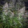Семена каннабиса Auto Tutankhamon feminised GanjaLiveSeeds Семена каннабиса Auto Tutankhamon feminised GanjaLiveSeeds
