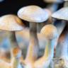 Заказать споровые отпечатки Natalensis Заказать споровые отпечатки Natalensis