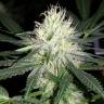 хорошие семена конопли Auto Bubblelicious feminised