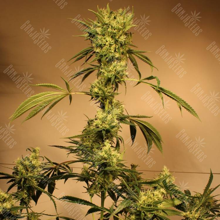 семена конопли интернет магазин White Jewel regular Exotic Seed