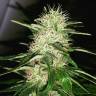 семена сортовой конопли White Jewel regular Exotic Seed