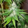 где заказать семена конопли Lemon Thai Kush feminised Humboldt Seeds где заказать семена конопли Lemon Thai Kush feminised Humboldt Seeds