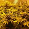 мощные семена конопли Magic Bud feminised Paradise Seeds