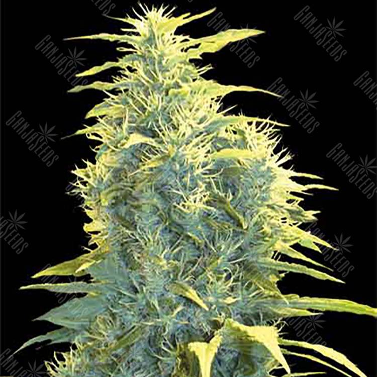 где можно заказать семена конопли Lennon feminised Pyramid Seeds