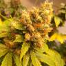 семена конопли с доставкой Gorilla Girl feminised Sweet Seeds семена конопли с доставкой Gorilla Girl feminised Sweet Seeds