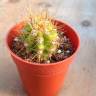 Семена кактусов Trichocereus candicans