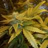Семена марихуаны Auto MaxiGom feminised GanjaLiveSeeds