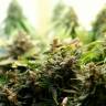 автоцветущие семена конопли Auto Super Bud feminised