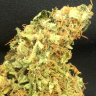 семена конопли f1 в оригинальной упаковке Auto Super Bud feminised