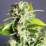 семена конопли недорого Auto Super Bud feminised